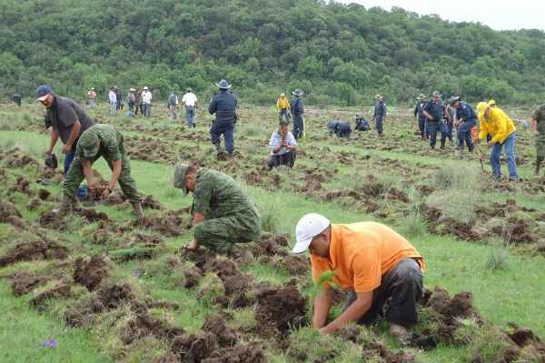 reforestacion mich
